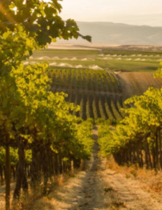sensors in a vineyard