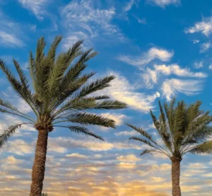how can LoRaWAN Saudi Arabia help with palm trees